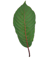 red vein 1